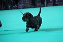 Crufts_dachshunds 167